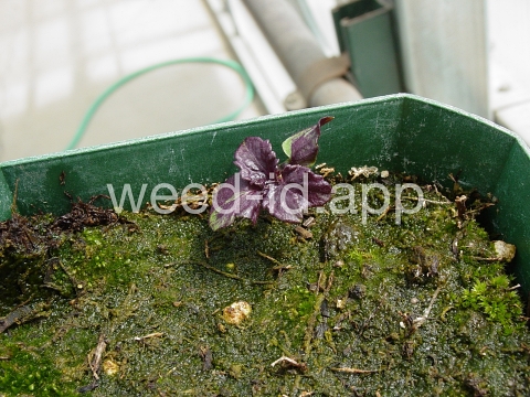 mint, perilla